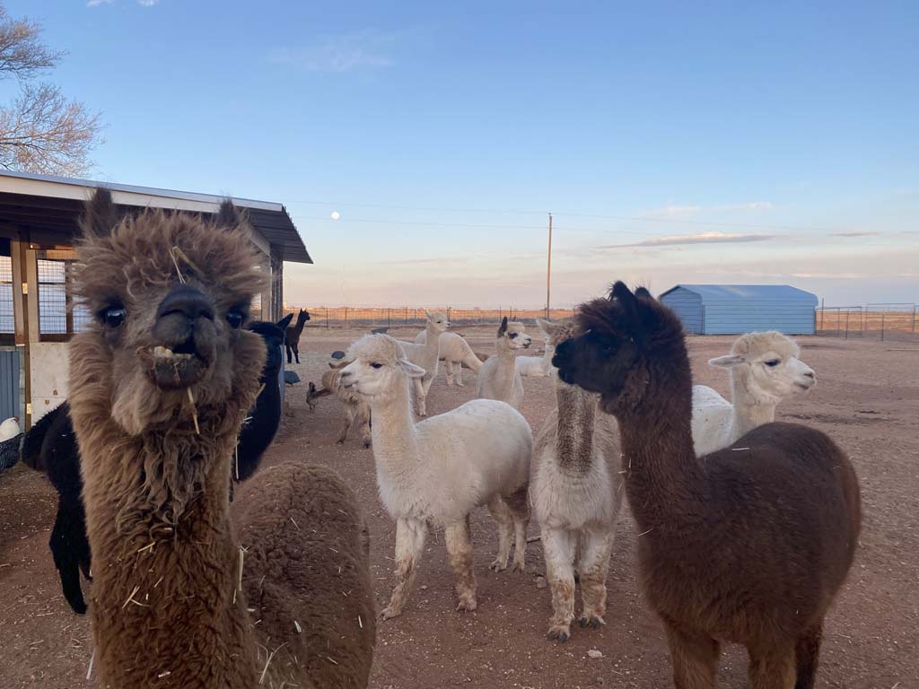 Harvest Hosts: Windrush Alpacas - Always Be Campin